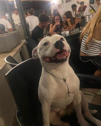 Staffordshire Bull Terrier disponibile per monta