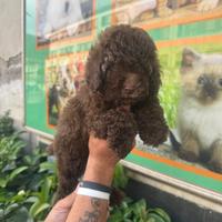 Cucciolo di barboncino toy cioccolato