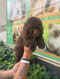 Cucciolo di barboncino toy cioccolato