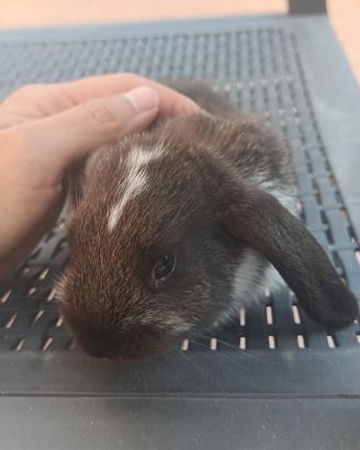 conigli cuccioli 