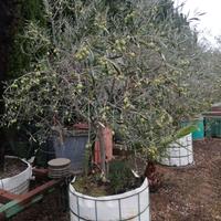 Piante varie