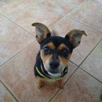Cucciola taglia piccola