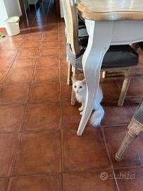 Gattina