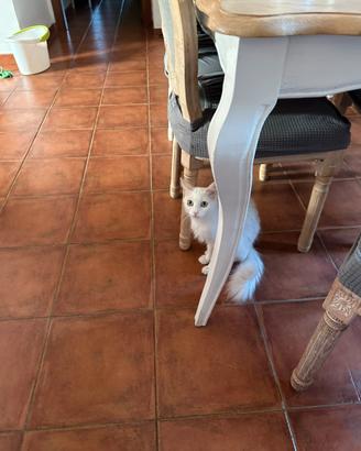 Gattina