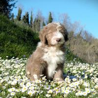 Valentine- Bearded Collie