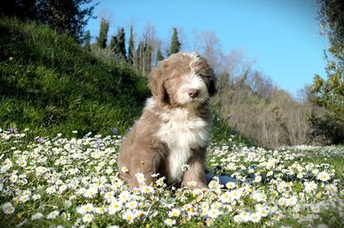Valentine- Bearded Collie