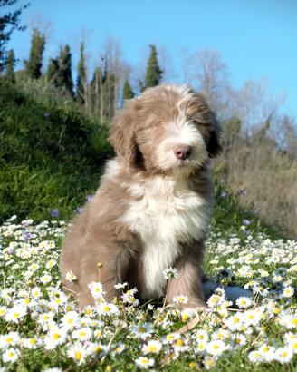 Valentine- Bearded Collie cucciolo