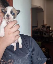 Chihuahua mini toy