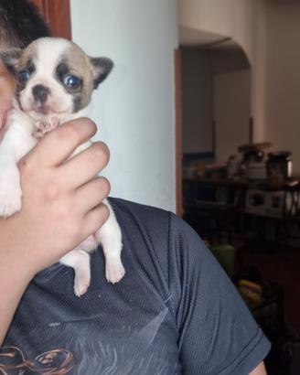 Chihuahua mini toy