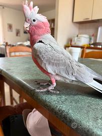 Cacatua Rosa
