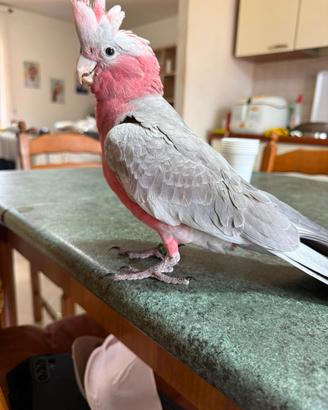 Cacatua Rosa