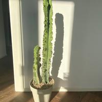 Cactus euphorbia 1 metro