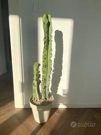 Cactus euphorbia 1 metro