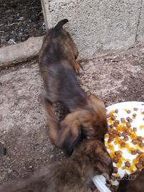 Cuccioli segugio maremmano