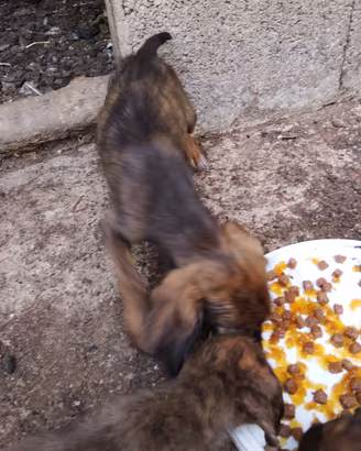 Cuccioli segugio maremmano
