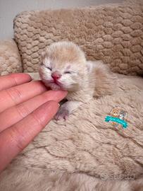 British Shorthair Scottish Fold Straight
