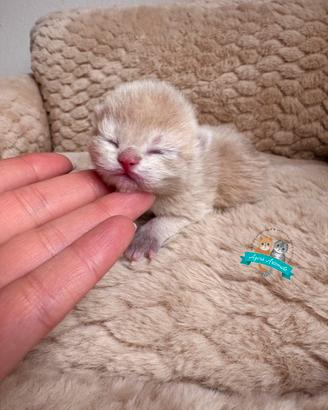 British Shorthair Scottish Fold Straight