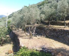 Terreno coltivato a uliveto