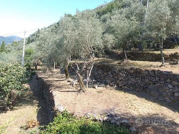 Terreno coltivato a uliveto