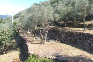 Terreno coltivato a uliveto