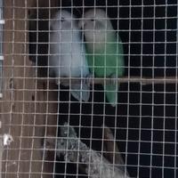 Coppia di inseparabili