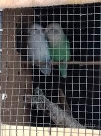 Coppia di inseparabili