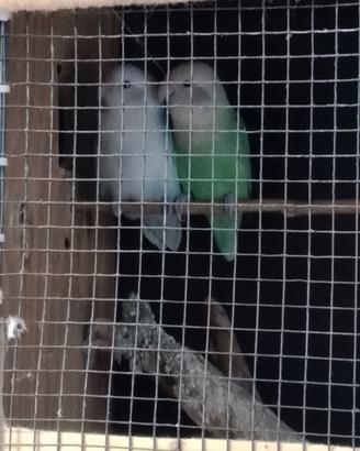 Coppia di inseparabili