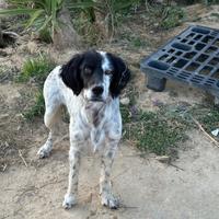 Cane di taglia media