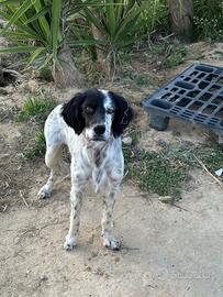 Cane di taglia media