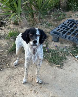 Cane di taglia media
