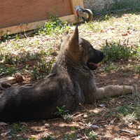 Cuccioli pastore tedesco linea lavoro