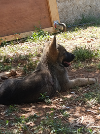 Cuccioli pastore tedesco linea lavoro