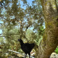 Cemani