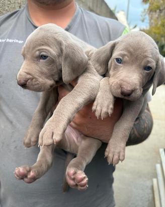 Cuccioli di weimaraner ( segugio pubblicità)