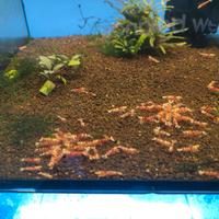 Caridine Fancy Tiger