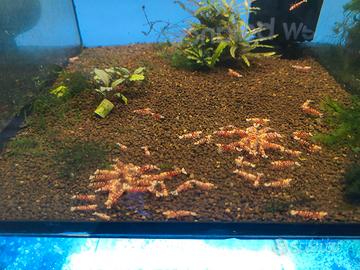 Caridine Fancy Tiger