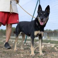 Tappina, allegra e socievole attende una chance