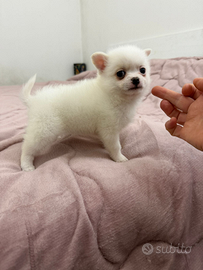 Pomchi maschio