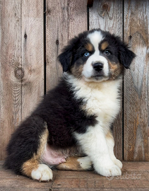 Cucciolo pastore Australiano