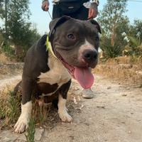 American Bully