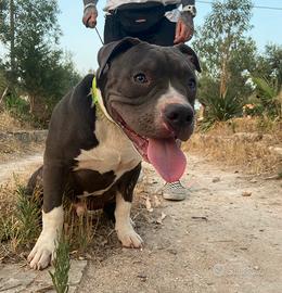 American Bully