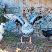 Oca di Tolosa maschio