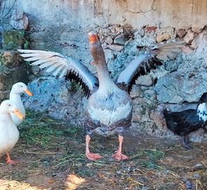 Oca di Tolosa maschio