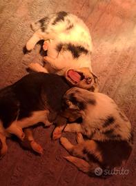 Cuccioli Collie disponibili