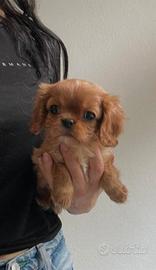 Cavalier King ruby taglia piccola disponibile