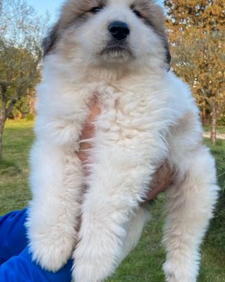 Cuccioli cane da montagna dei Pirenei