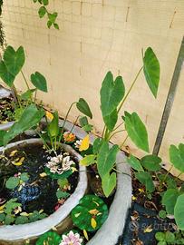 Colocasia esculenta