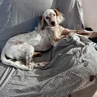 Setter inglese