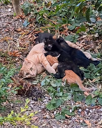 Micetti
