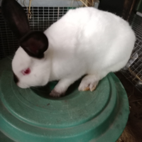 Conigli California di grossa taglia